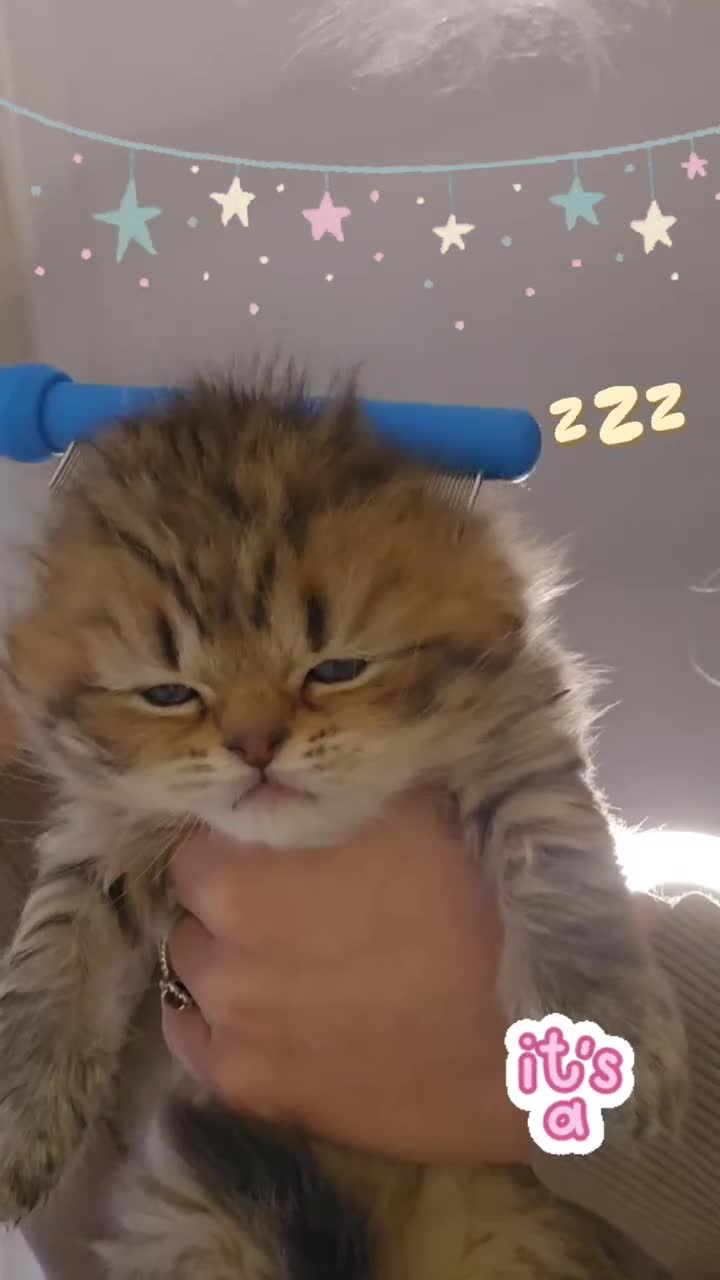 Scottish Fold cats for sale: TICA Scottish fold show quilty kittenss london  - Video 4