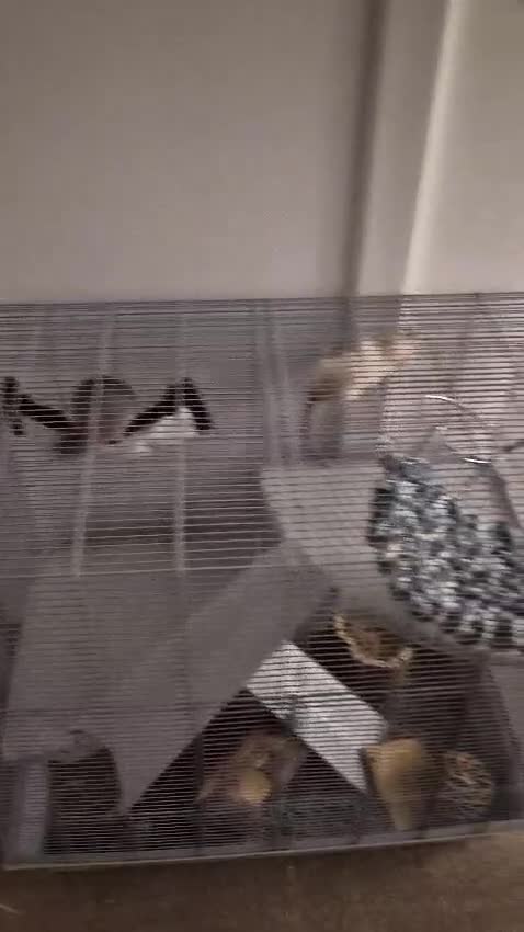 Rat rodents for sale: Fancy Rats for SALE - Video 2