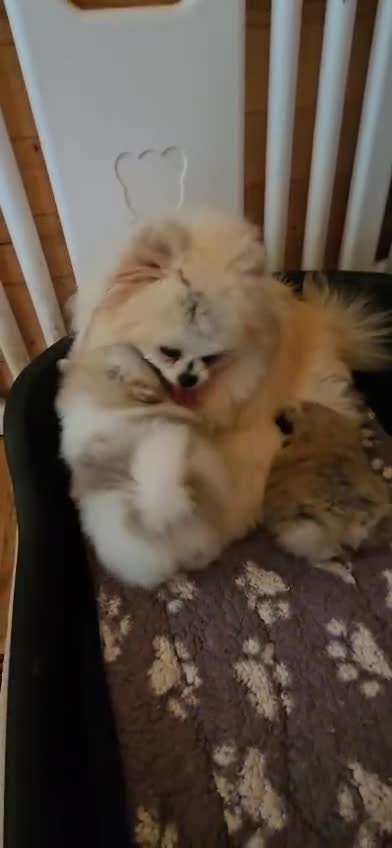 Pomeranian dogs for sale: Adorable Pomeranian Puppies for Sale  in Tamworth - Video 1