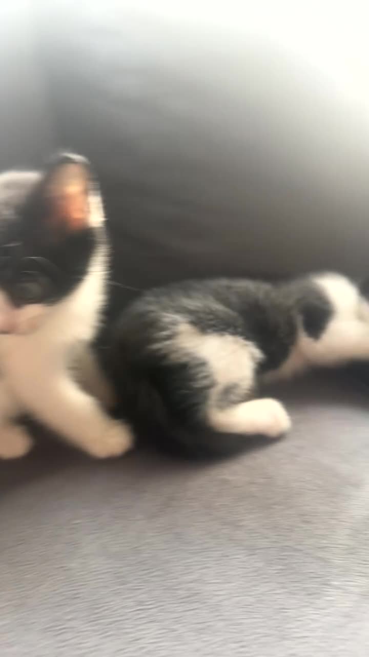 Mixed Breed cats for sale: Beautiful mix of grey, black and white kittens  - Video 3