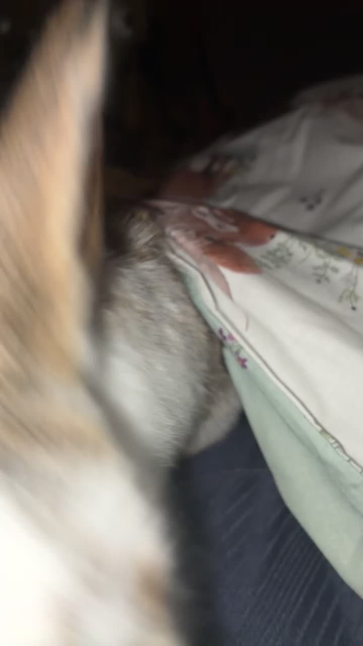 Budgerigars birds for sale: Baby mini lop males rabbits  - Video 1