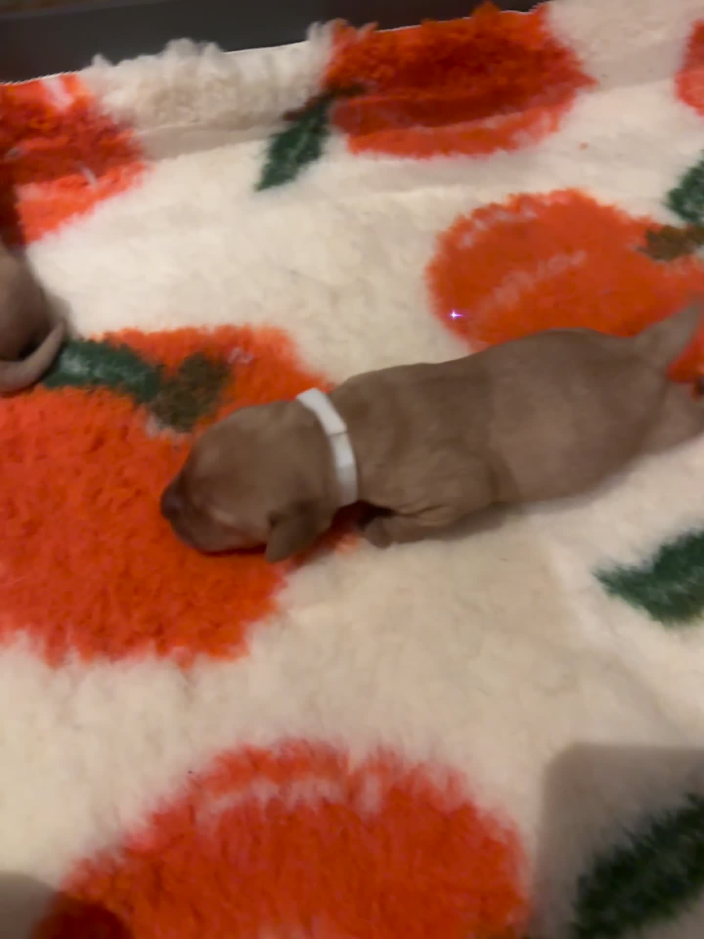 Labrador Retriever dogs for sale: KC reg health tested lab pups  - Video 1