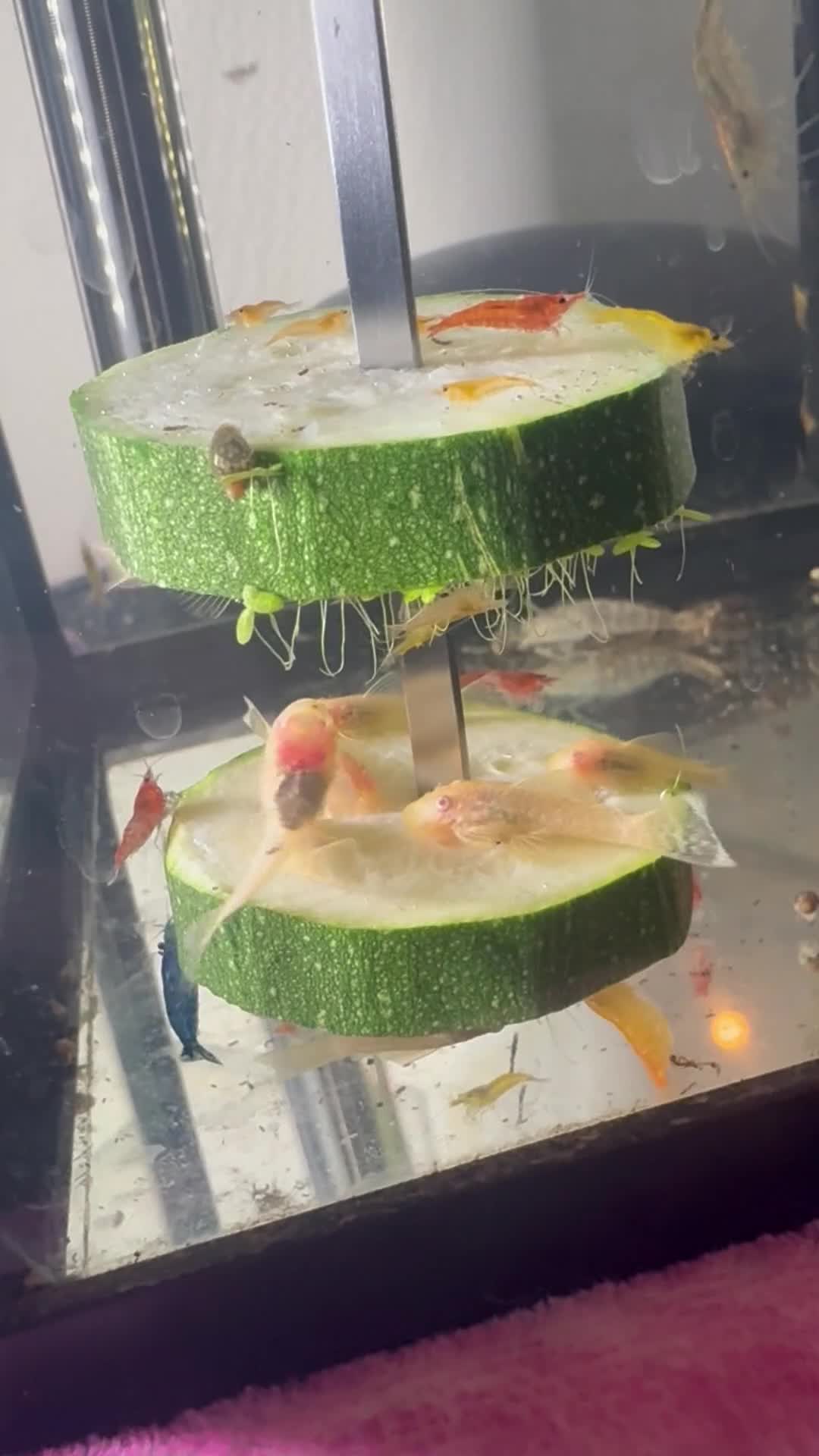 Plecos fish for sale: Plecos and fish fry  in Chester - Video 2