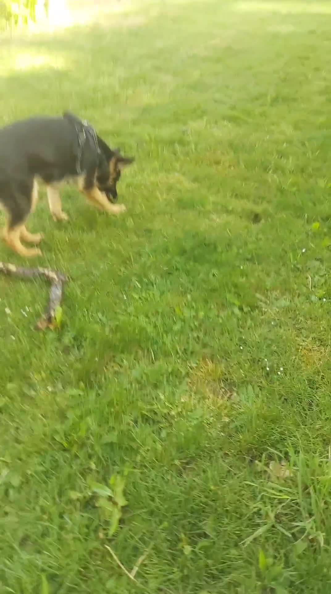 German Shepherd dogs for sale: 7 MONTH MALE GERMAN SHEPHERD in London - Video 2