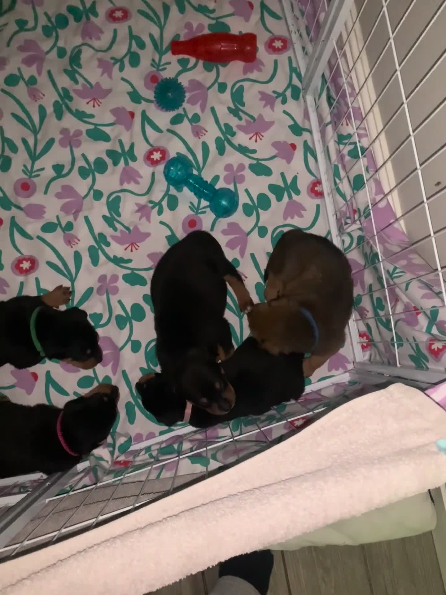 Mixed Breed dogs for sale: Rottweiler x American bull staffie - Video 3