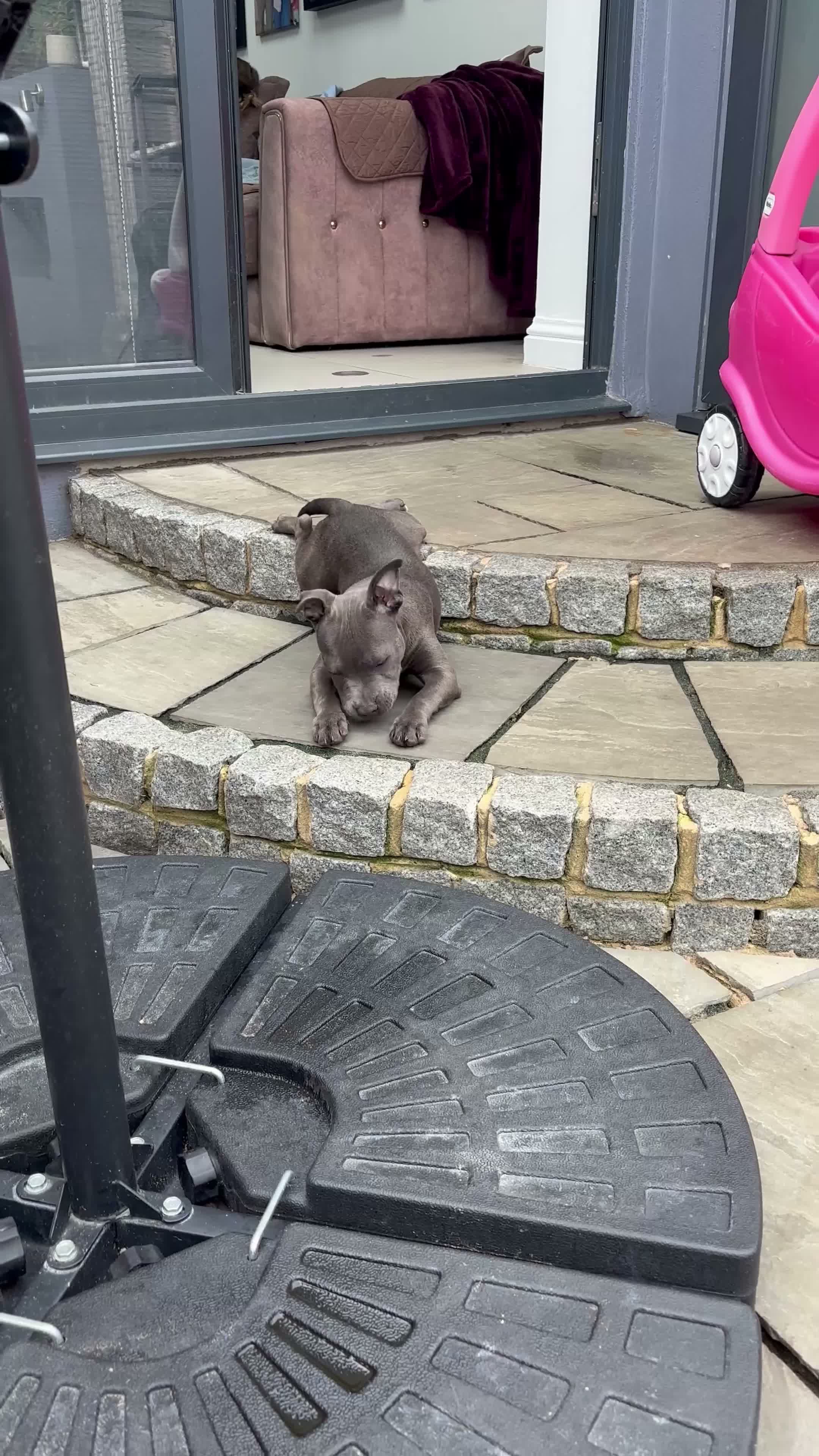 Staffordshire Bull Terrier dogs for sale: Male Blue Staffordshire Bull Terrier Puppy  - Video 1