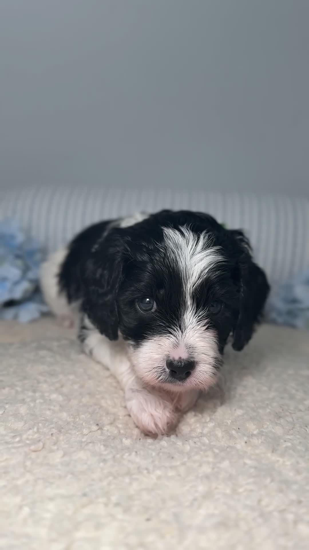 Cavapoo dogs for sale: 🧸F1 cavapoo temperament&health tested Kc parent🐻 - Video 1