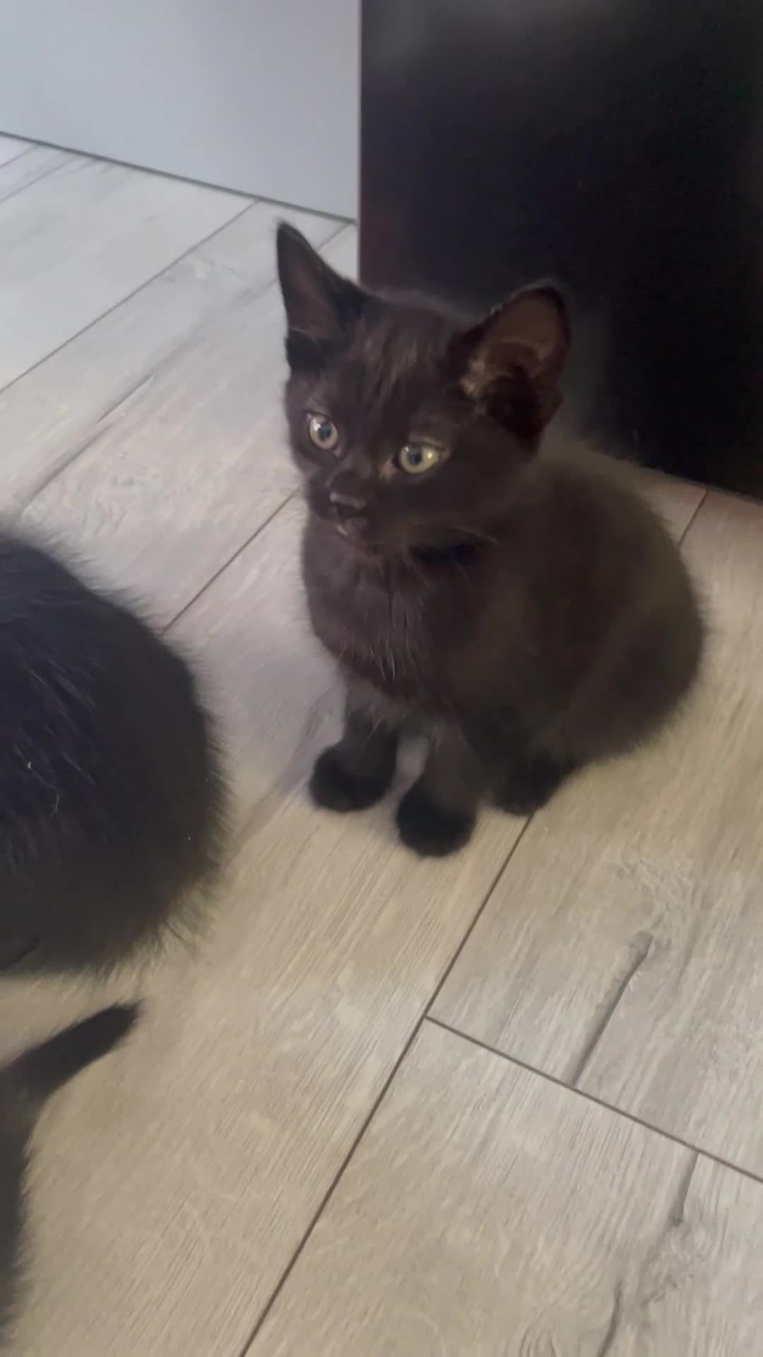 Mixed Breed cats for sale: Beautiful girl😻🐈‍⬛🐈‍⬛🐈‍⬛ - Video 2