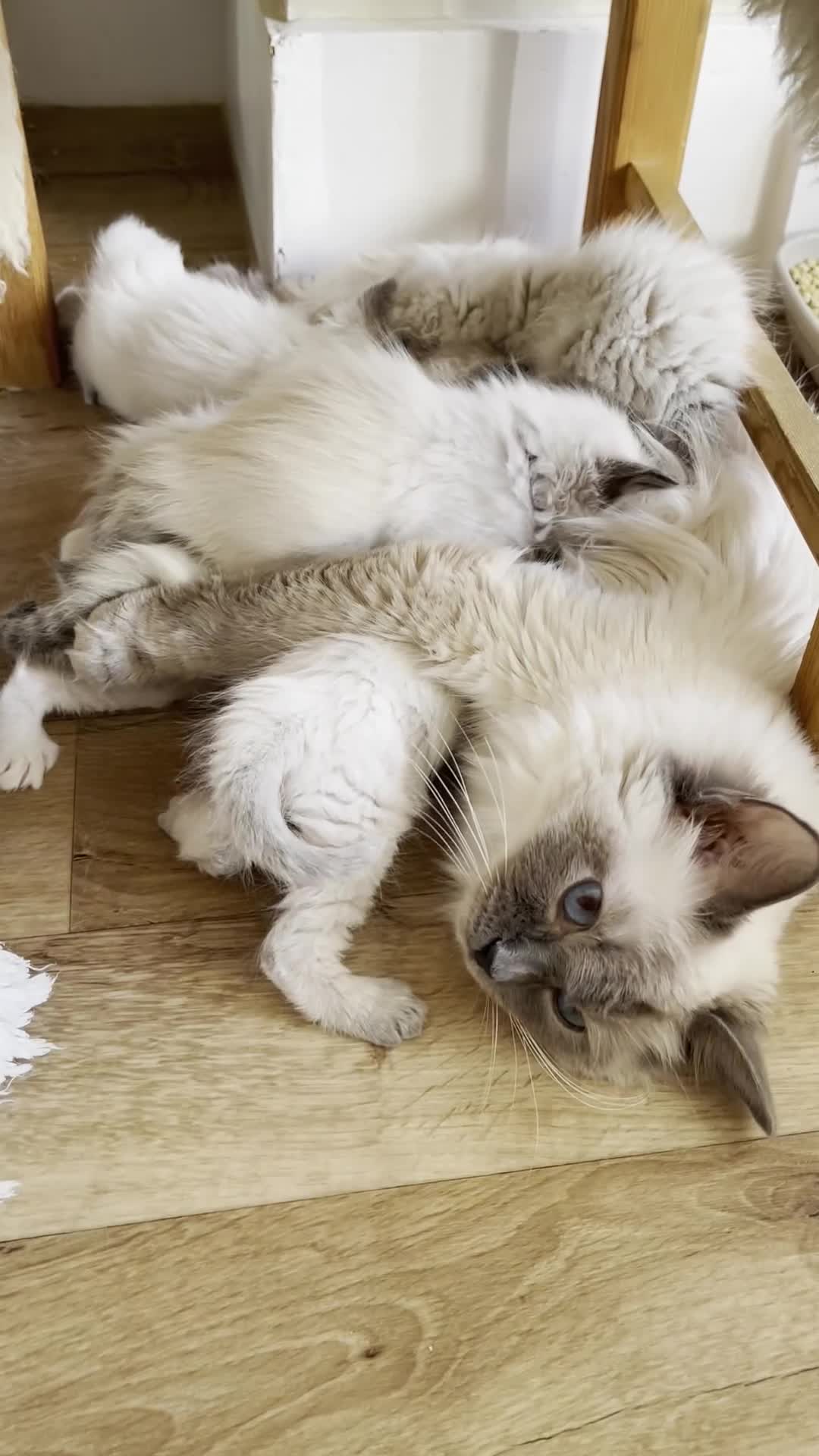 Ragdoll cats for sale: GCCF Champion Line Pedigree Ragdoll Kittens - Video 1