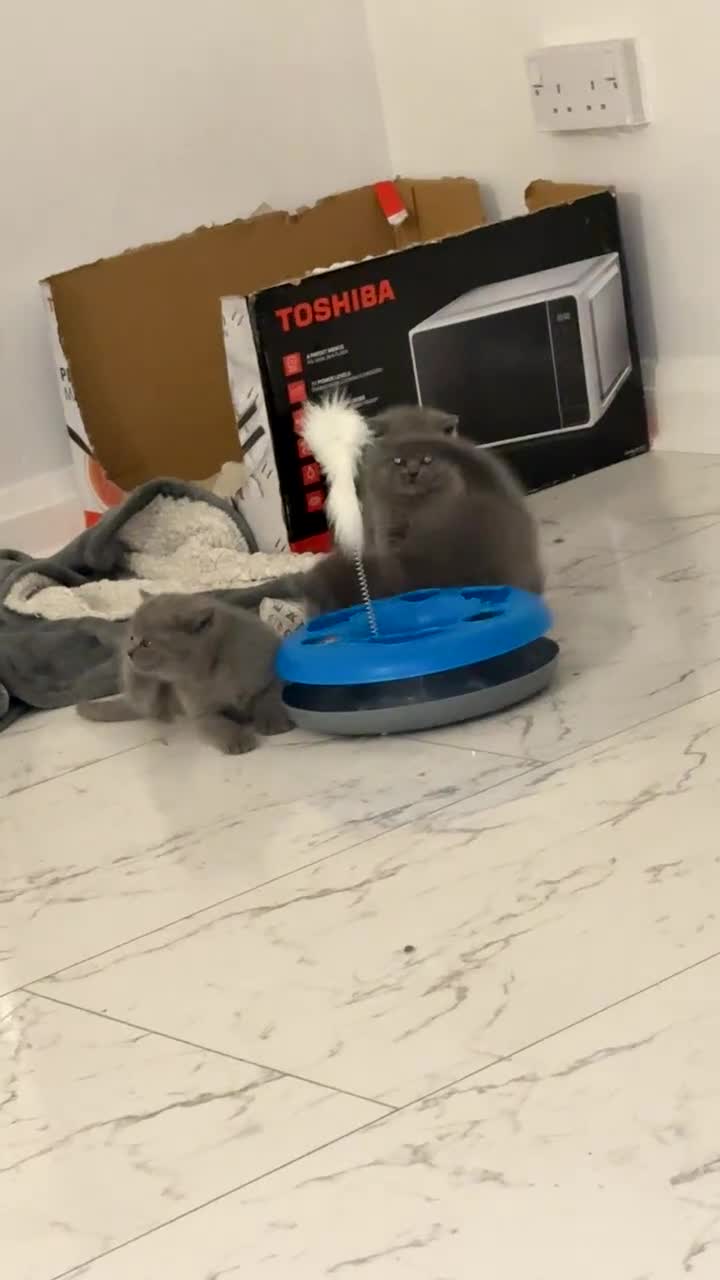 British Shorthair cats for sale: British short hairs  - Video 2
