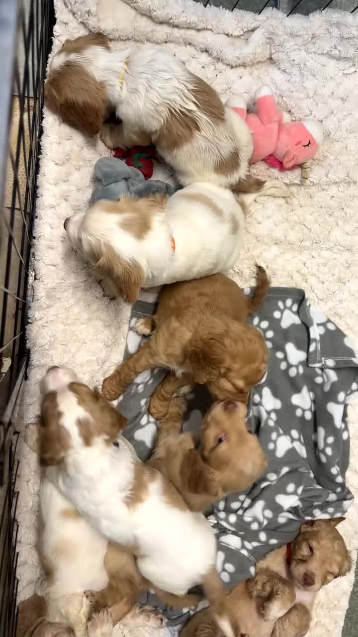 Cocker Spaniel dogs for sale: REDUCED💵cocker spaniel puppies 🩷💙 - Video 2