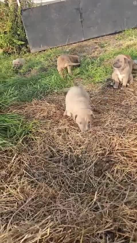 Mixed Breed dogs for sale: Belgian malinois/ border collie  - Video 2