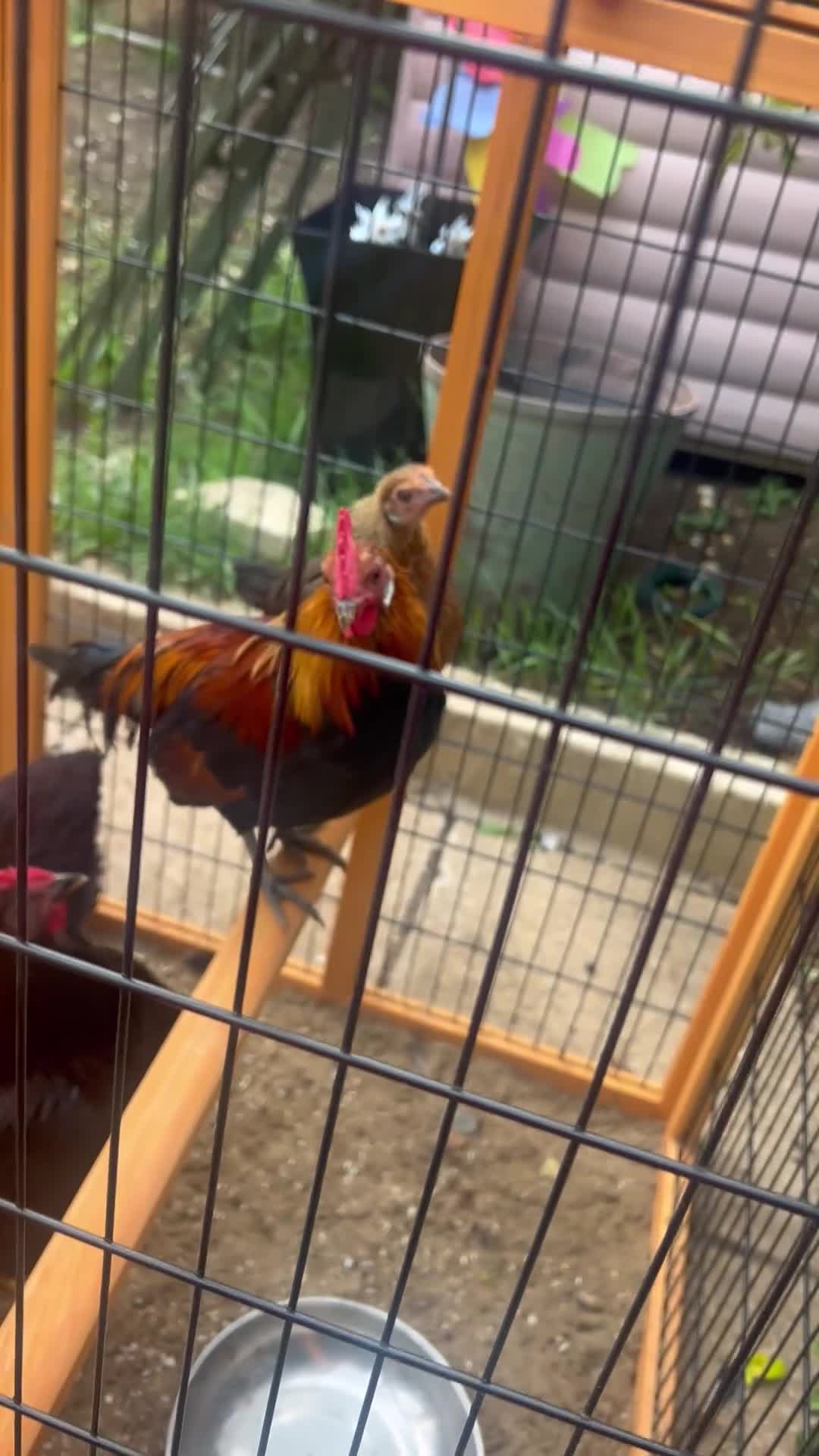 Chickens poultry for sale: 2 Rhode Island’s  - Video 1