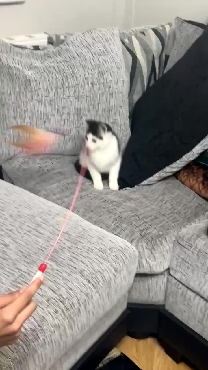 Mixed Breed cats for sale: Male Brown and white Cat - Video 2