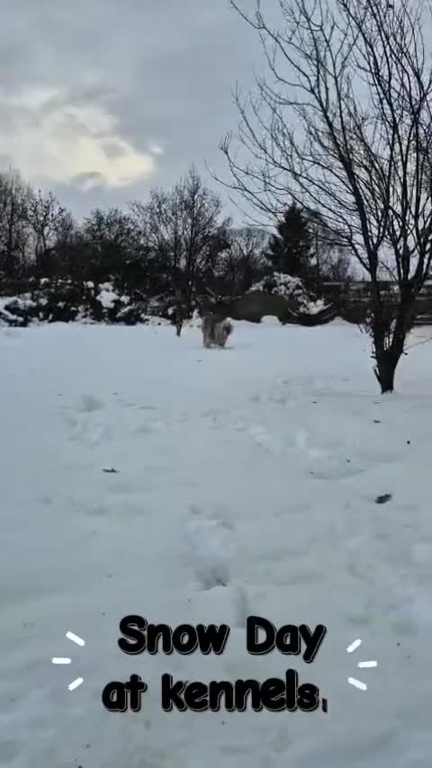 Mixed Breed dogs for adoption: 💚 Oscar - our bear boy💚 - Video 3