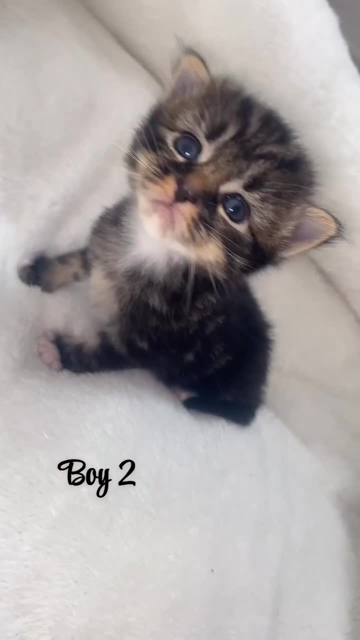 British Shorthair cats for sale: Beautiful kittens  - Video 3