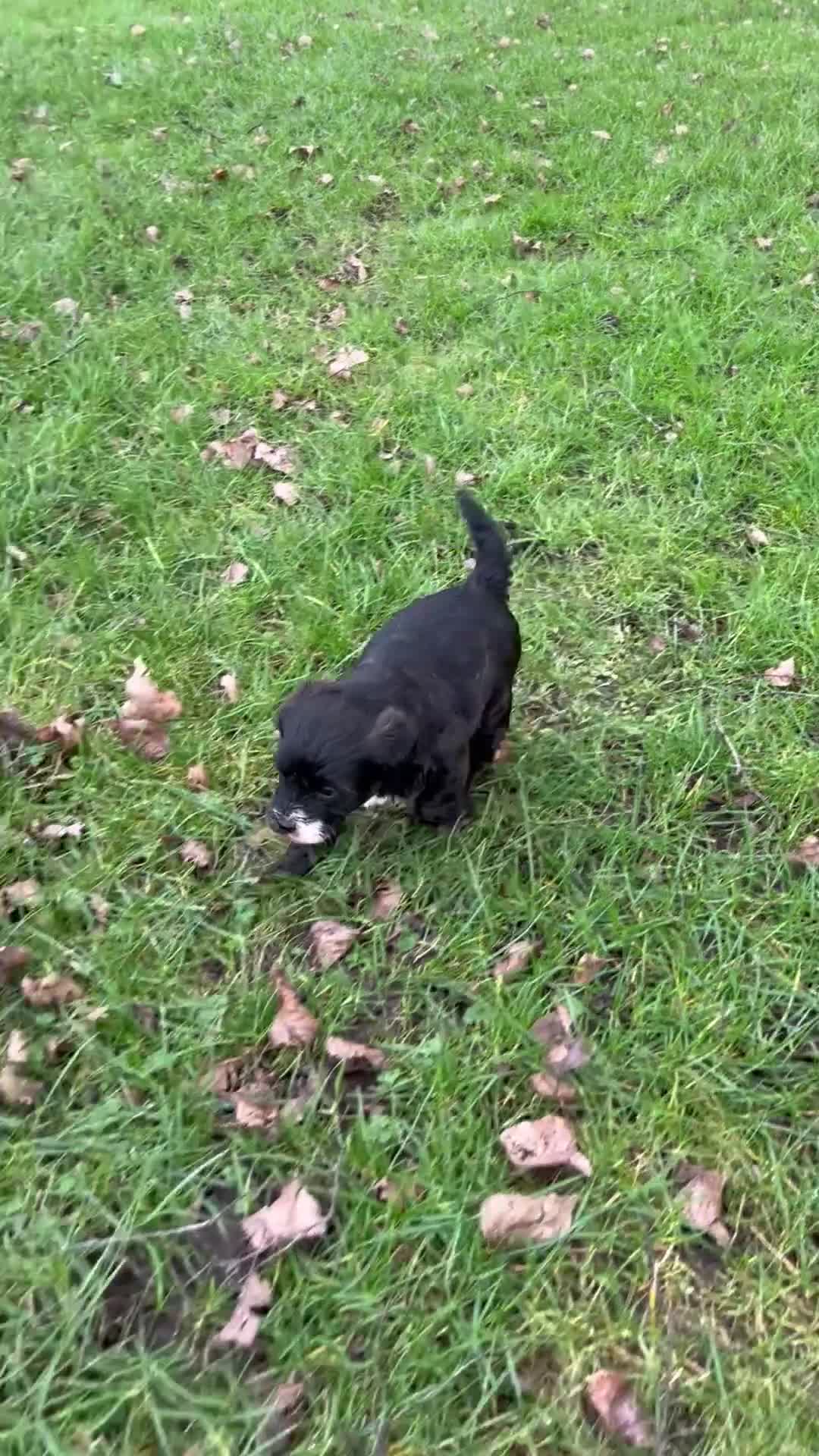 Mixed Breed dogs for sale: Borderpoo pups for sale(borderterrier x toypoodle) in Manchester - Video 1