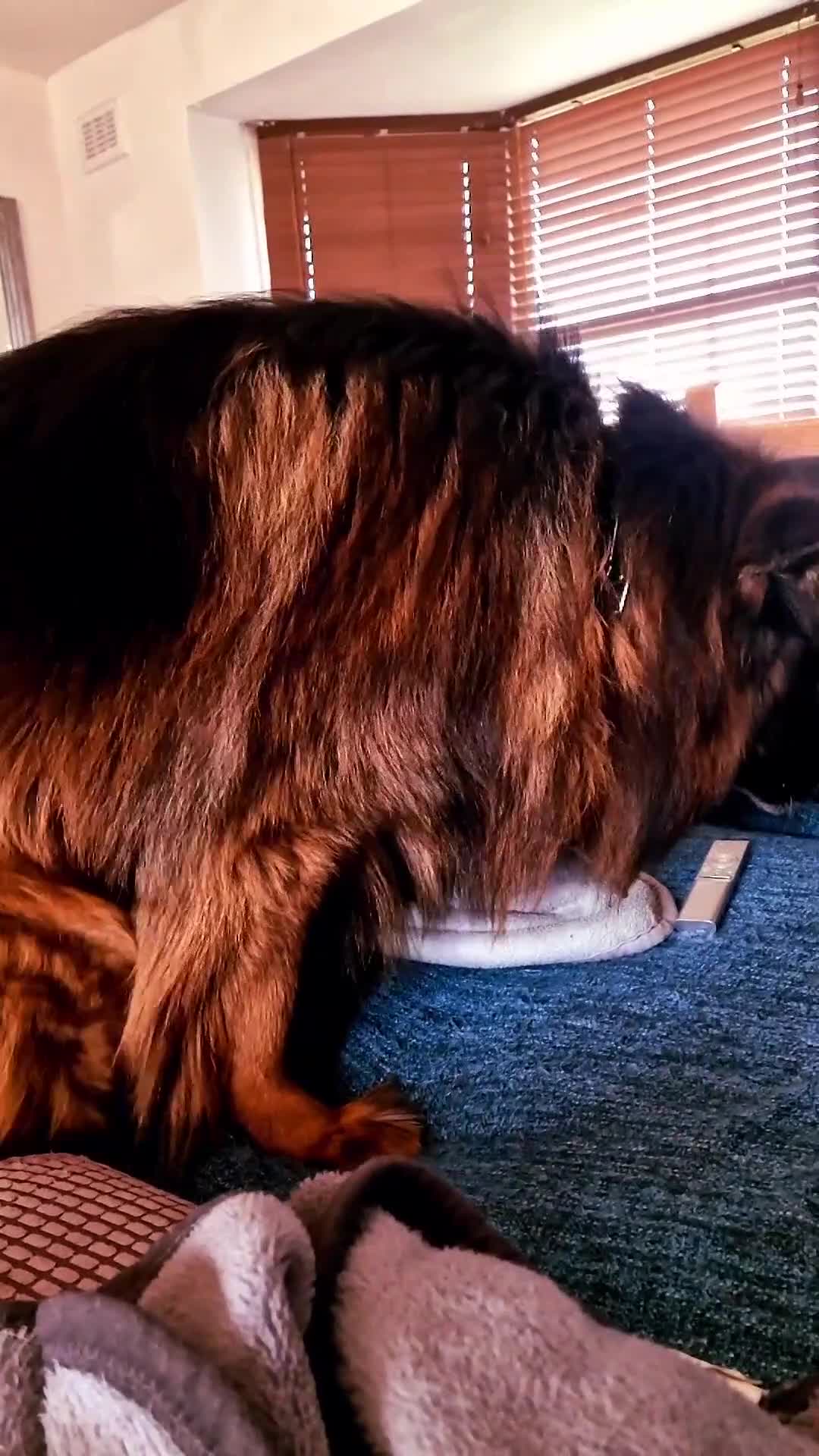 German Shepherd dogs for sale: Last available female 😍Little Paws Big Heart😍 - Video 1