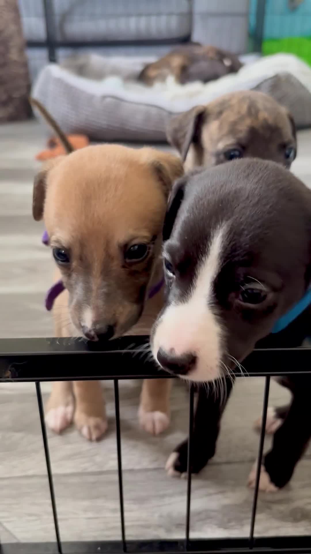 Whippet dogs for sale: Whippet puppies 4 left - READY TO LEAVE JULY 12th  - Video 2
