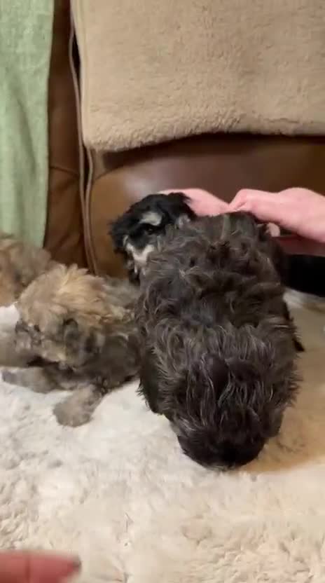 Maltipoo dogs for sale: Multipoo - Video 2