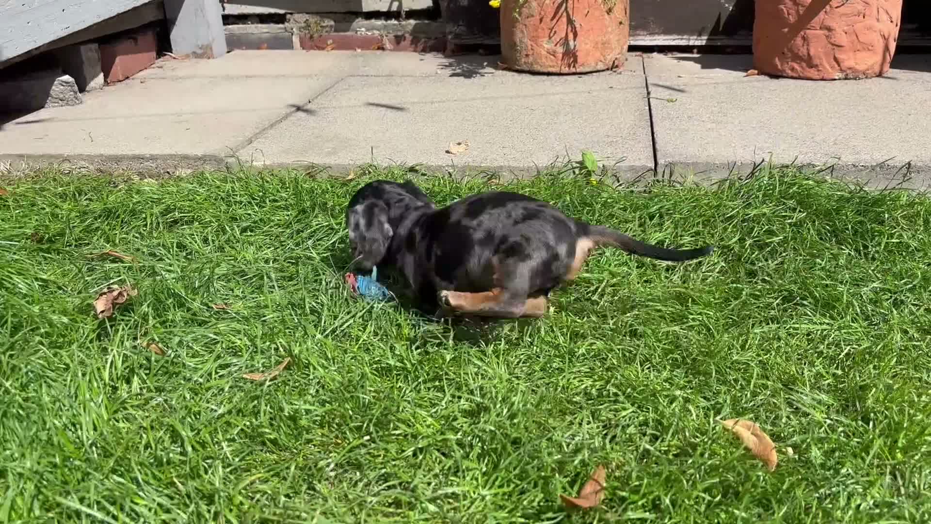 Miniature Dachshund dogs for sale: Adorable Miniature Dachshund Puppies! - Video 1
