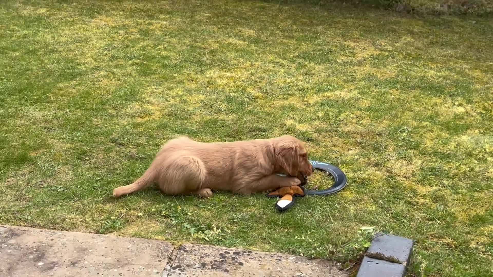 Golden Retriever dogs for sale: Pure Golden Retriever - B - Video 1