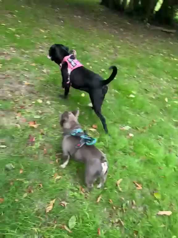 Cane Corso dogs for sale: Cane corso - Video 1
