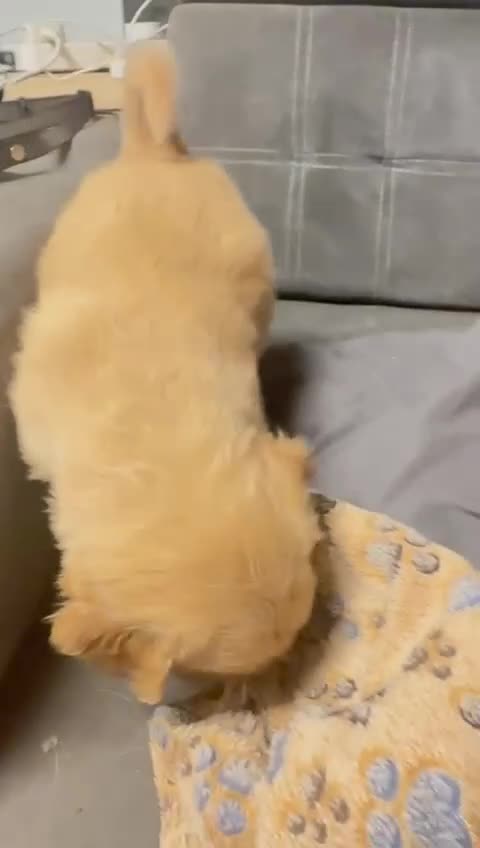 Golden Retriever dogs for sale: Beautifully Coloured Golden Retriever Puppies - Video 1