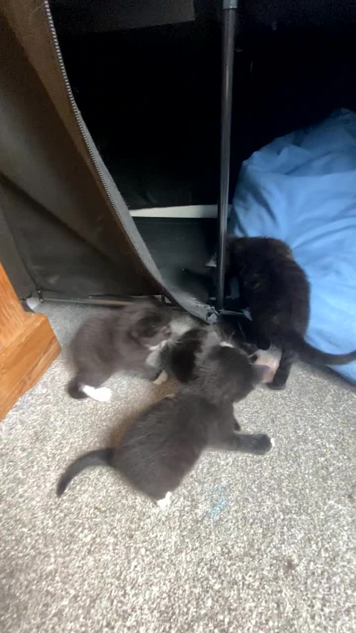 Mixed Breed cats for sale: Kittens For Sale - Video 1