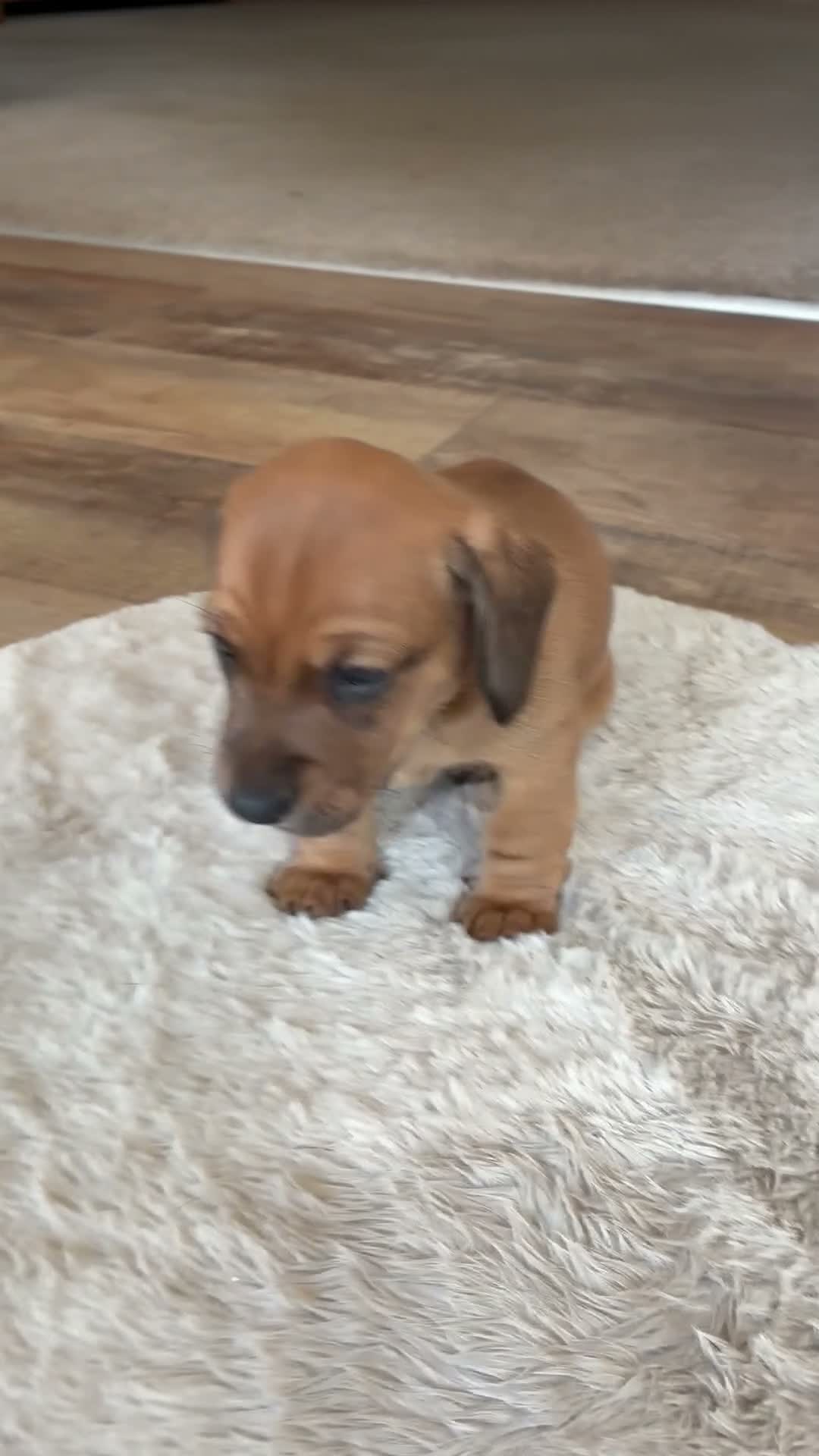 Dachshund dogs for sale: 3 beautiful red dachshund boys - Video 2