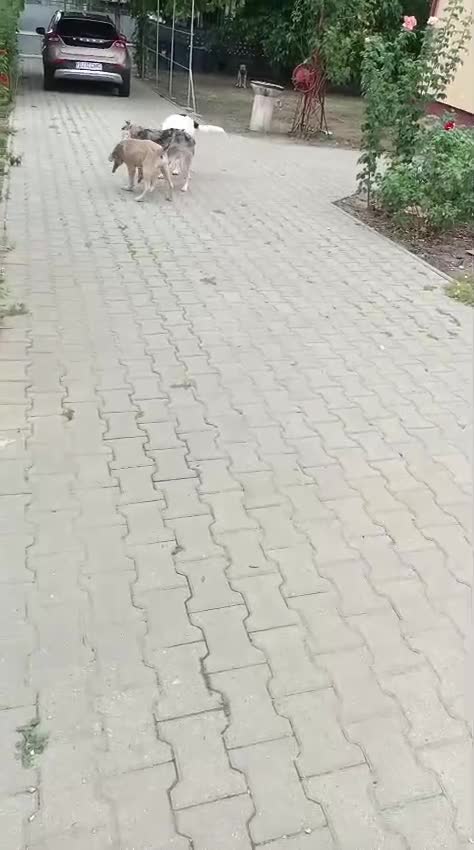 Mixed Breed dogs for adoption: 🌸 MEET BIANCA - a Gentle Girl for a Loving Family - Video 4