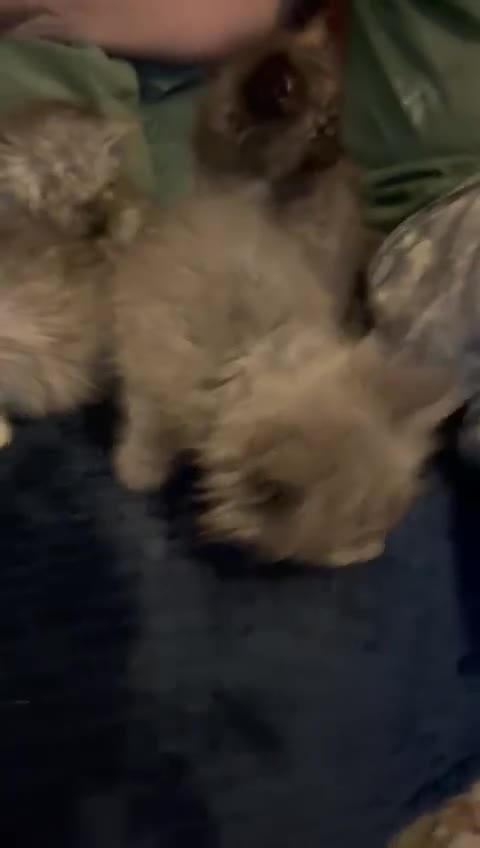 Mixed Breed cats for sale: Beautiful kittens  - Video 1