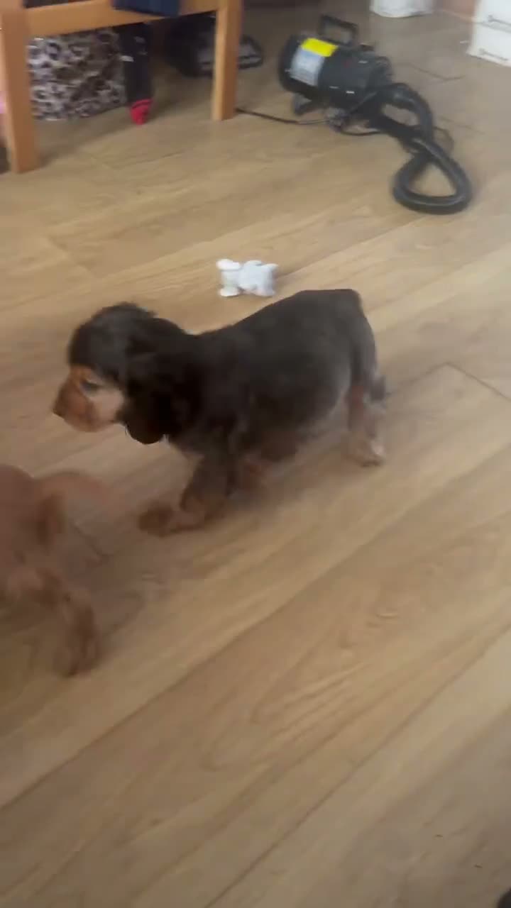 Cocker Spaniel dogs for sale: Kc reg Show type cocker spaniel in Shotts - Video 1