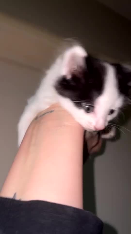 Mixed Breed cats for sale: Beautiful female kittens - Video 2