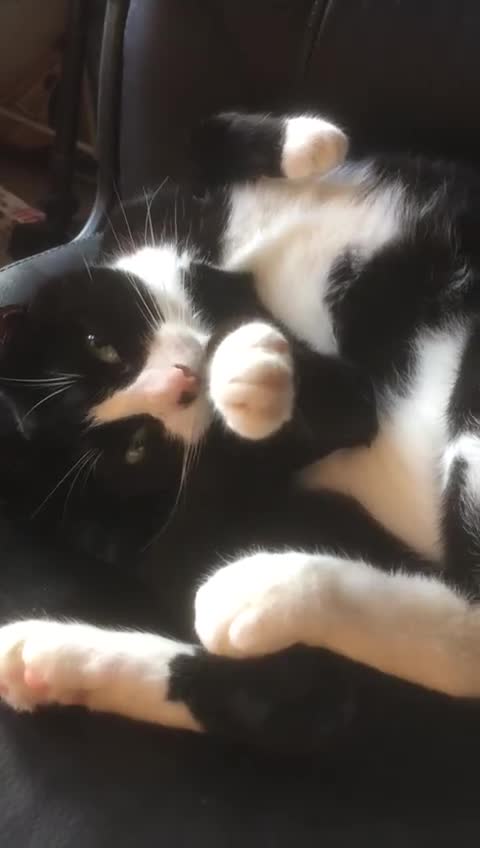 British Shorthair cats for sale: Tuxedo female cat, Lola, age 12 - Video 1