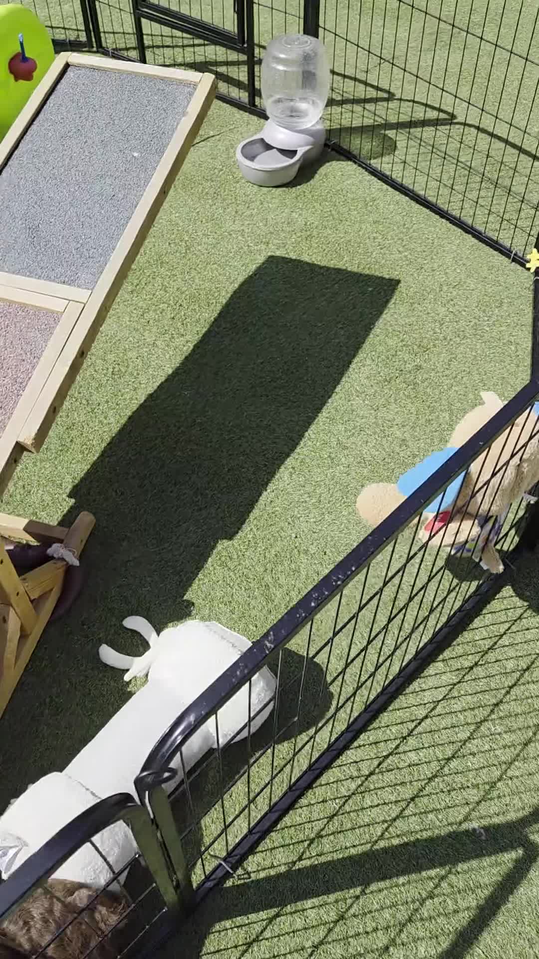 Cockapoo dogs for sale:  Absolutely stunning  F1b chocolate cockapoos  - Video 1