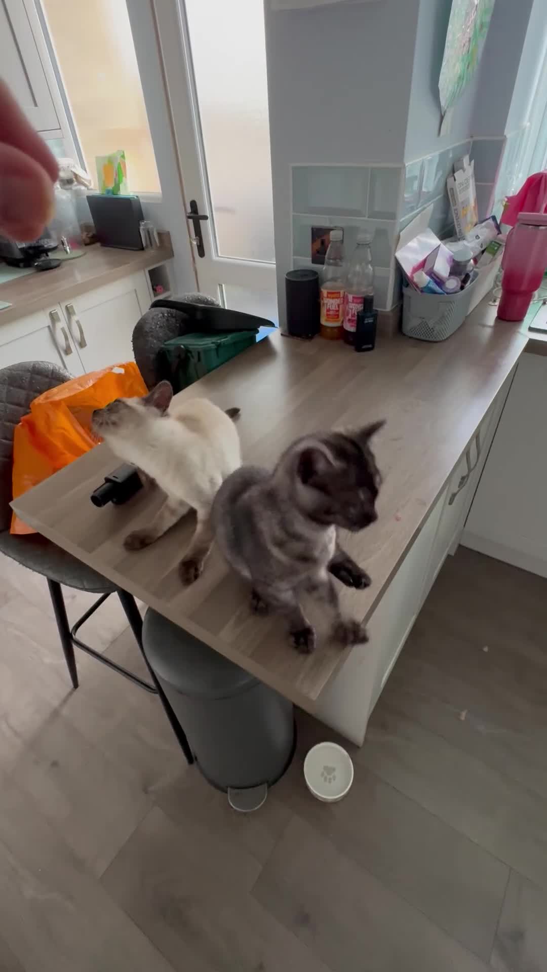 Scottish Fold cats for sale: 3 x Kittens for sale - Video 1