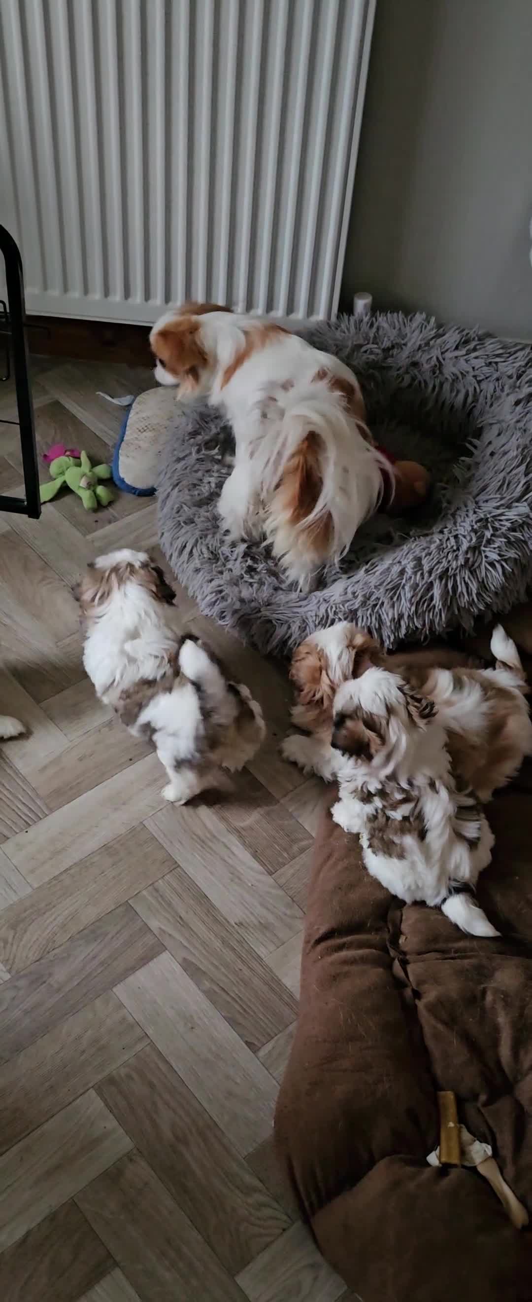 Mixed Breed dogs for sale: 4 beautiful little puppies chihuahua/shih tzu X - Video 2