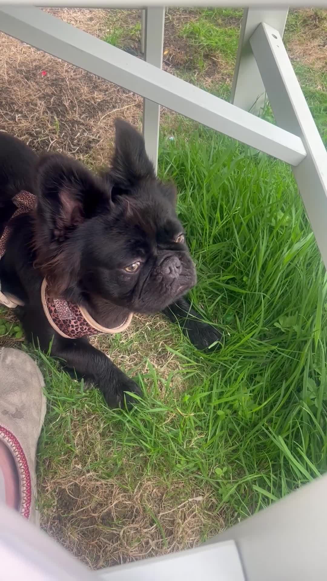 French Bulldog dogs for sale: Fluffy French bulldog  - Video 2