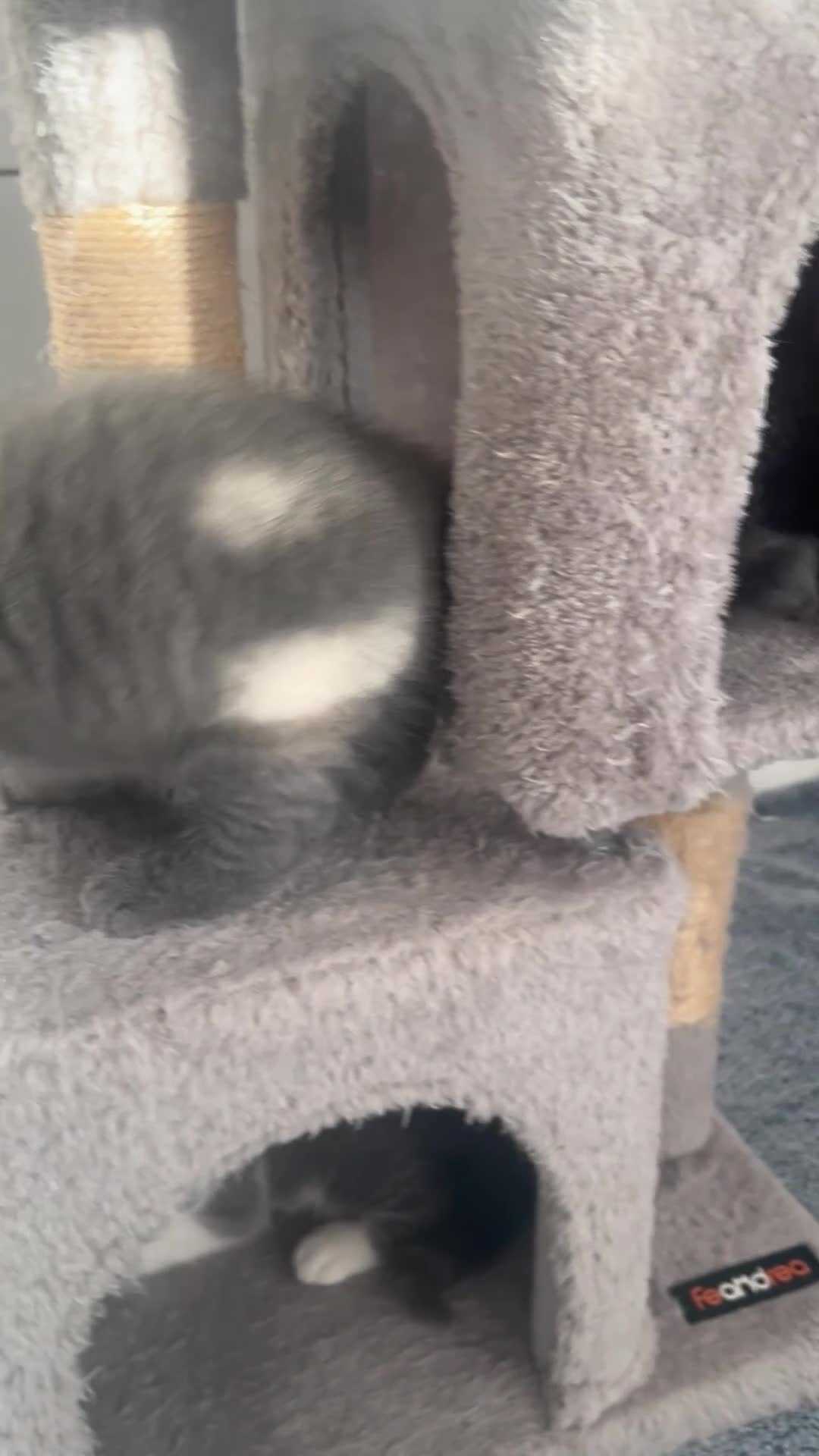 British Shorthair cats for sale: GCCF registered British Shorthair kittens  - Video 2