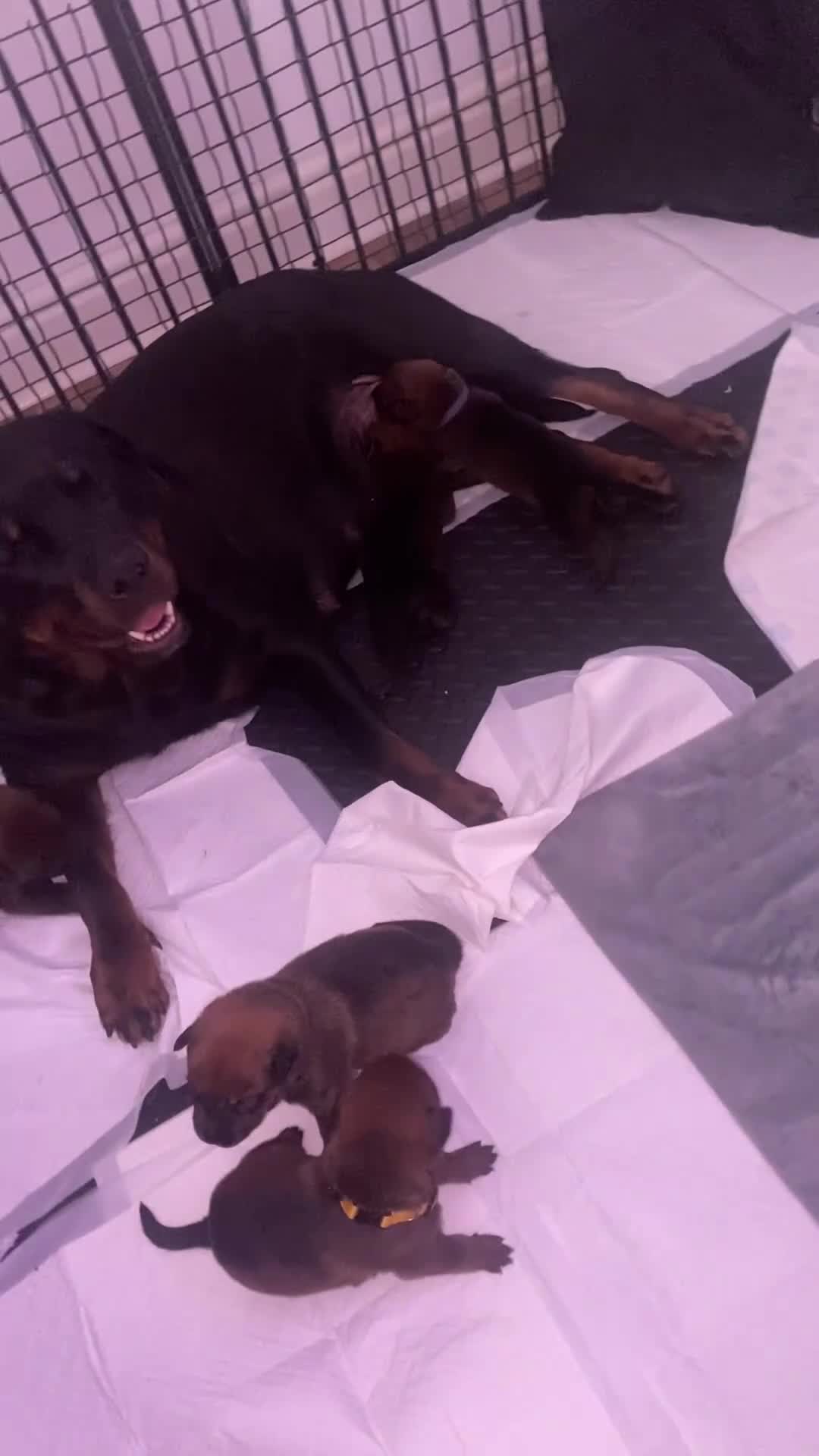Mixed Breed dogs for sale: 🐾 Rottweiler x Belgian Malinois Puppies  - Video 1