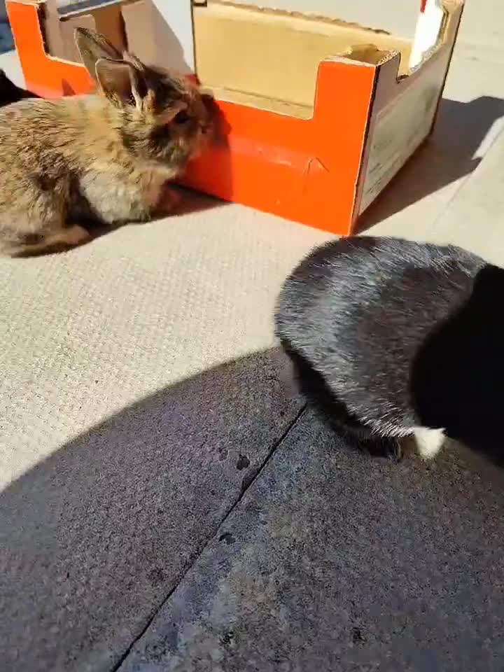 Dwarf Lop rabbits for sale: A cute little rabbit - Video 1