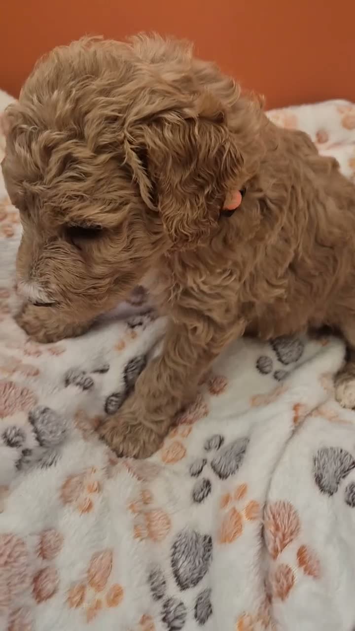 Standard Poodle dogs for sale: KC Registered Standard Poodles • Full of Character - Video 1