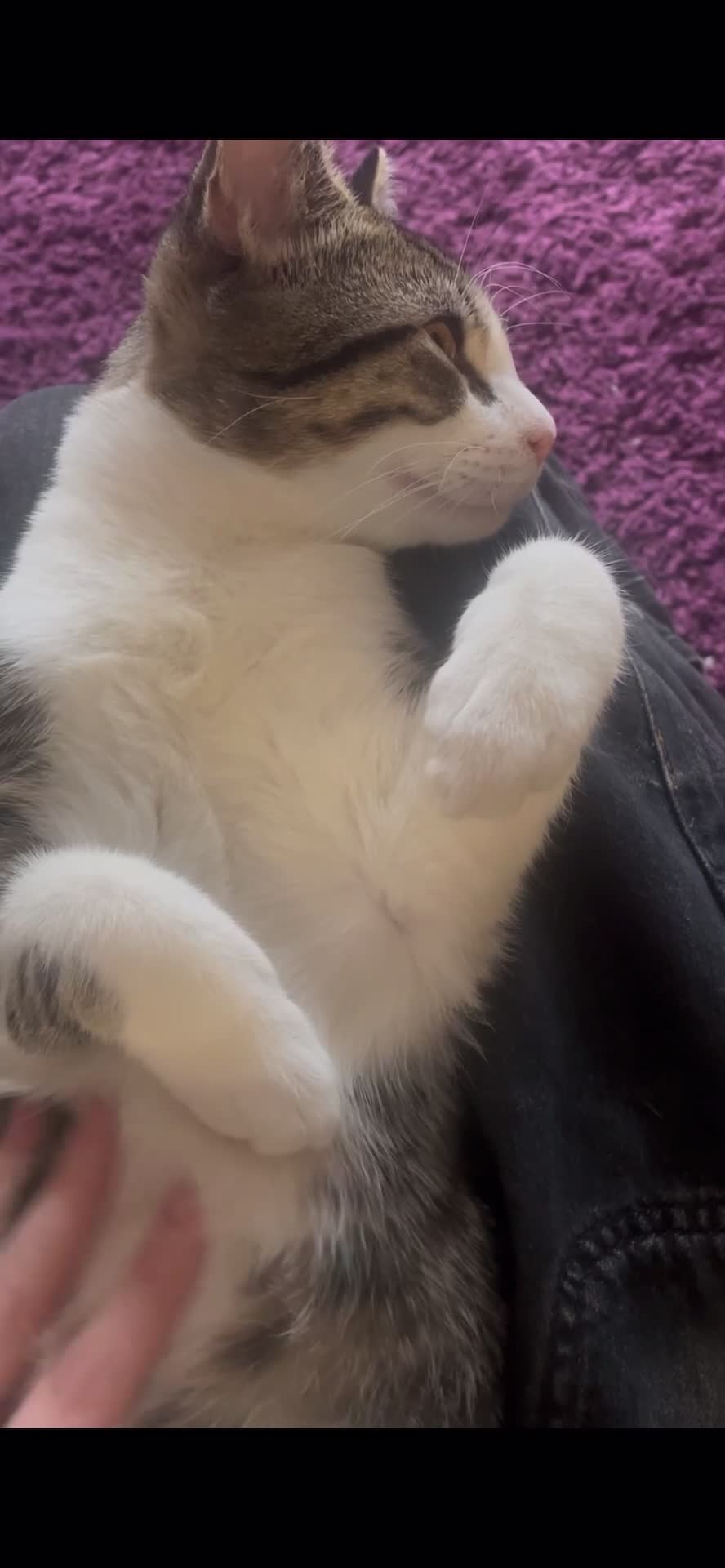 Mixed Breed cats for sale: Bowie and Bean 2 male 10 month old cats for sale  - Video 1
