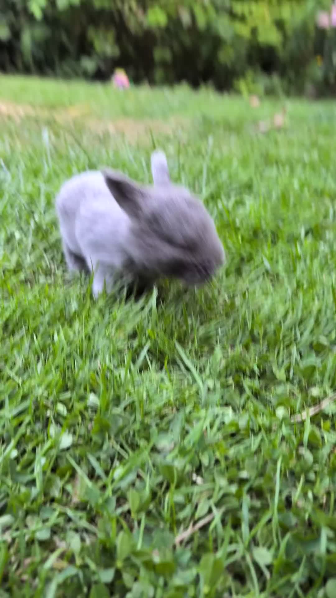 Mini Lop rabbits for sale: Beautiful friendly Mini Lops - Video 2