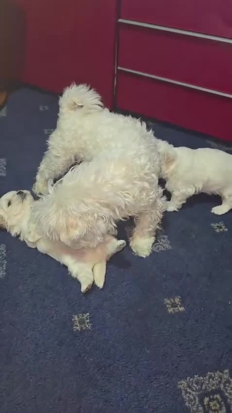 Maltese dogs for sale: Bishon Maltese Minitoy Pure - Video 2