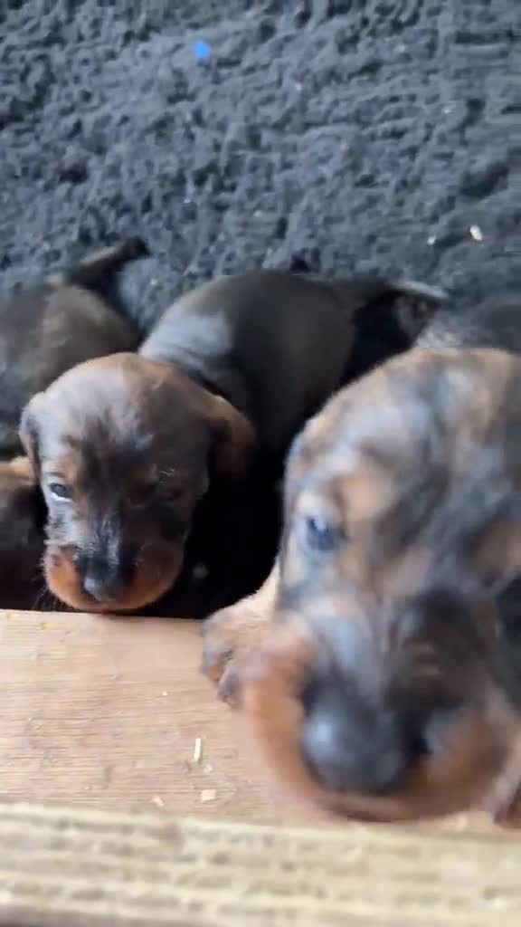 Dachshund dogs for sale: Wire Haired Dashund  - Video 3