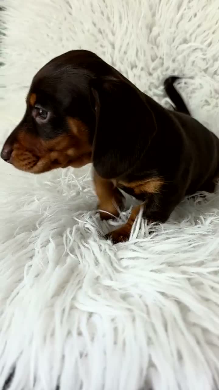 Miniature Dachshund dogs for sale: kc reg, pra clear daxi pups. 5* licensed breeder  - Video 1
