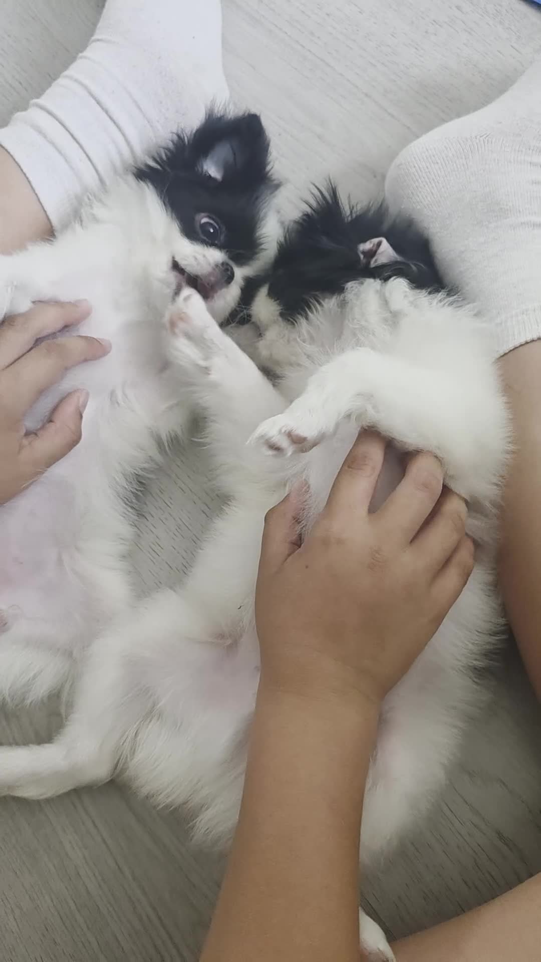 Japanese Chin dogs for sale: Beautiful Japanese Chin puppies - Video 2
