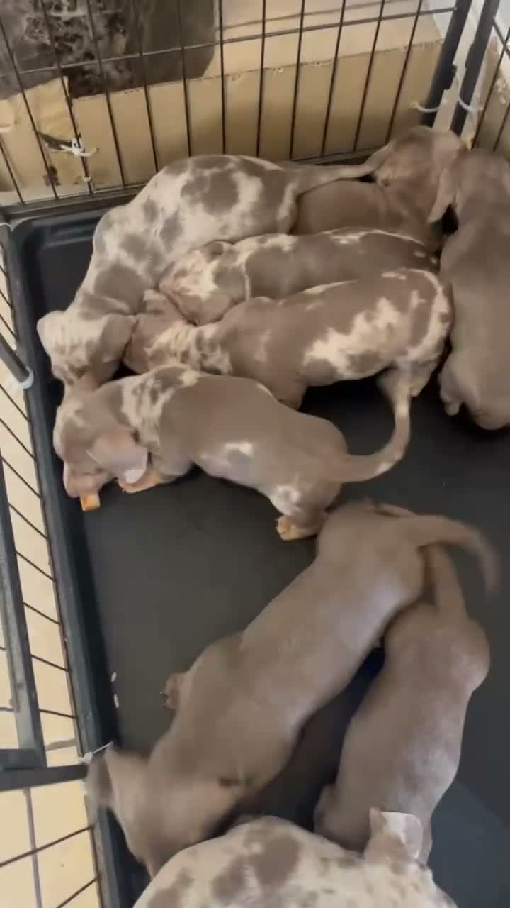 Dachshund dogs for sale: Beautiful dachshunds puppies  - Video 1